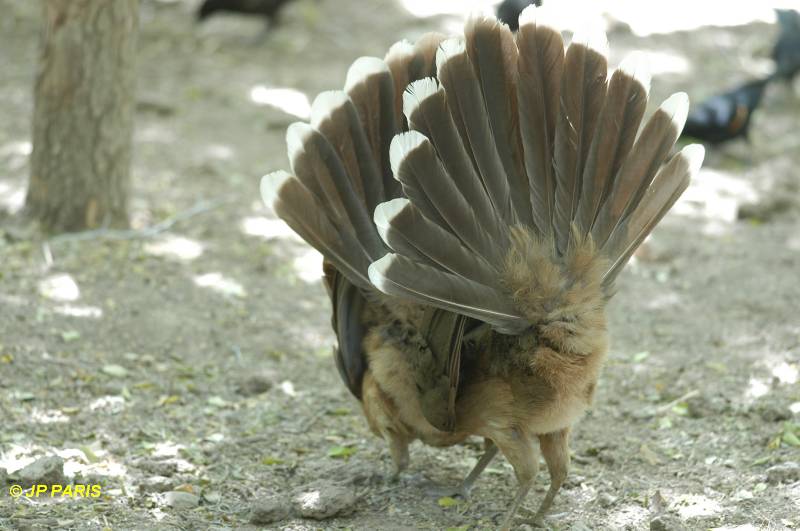 Ortalis vetula